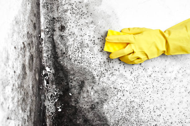 Best Localized Mold Remediation (e.g., coastal areas, humid climates) in San Juan Pistrano, CA