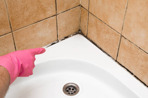 Best Post-Flood Mold Remediation in San Juan Pistrano, CA